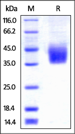 Biotinylated Human PD-L2 (recommended for biopanning) on SDS-PAGE under reducing (R) condition. The gel was stained overnight with Coomassie Blue. The purity of the protein is greater than 95%.